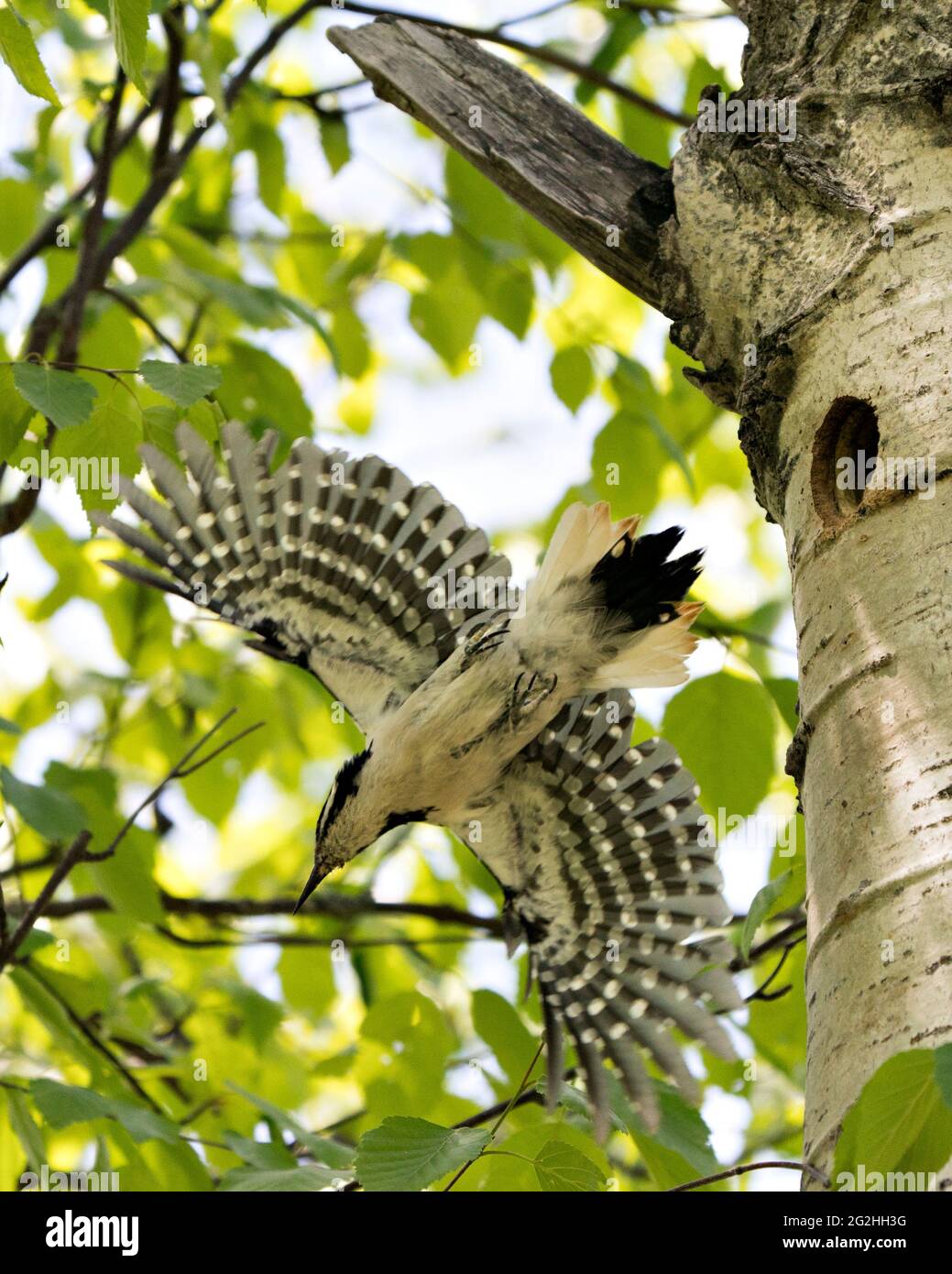 Woodpecker flying out of its nest house with spread wings with blur background in its environment and habitat. Woodpecker Hairy Image. Picture. Stock Photo