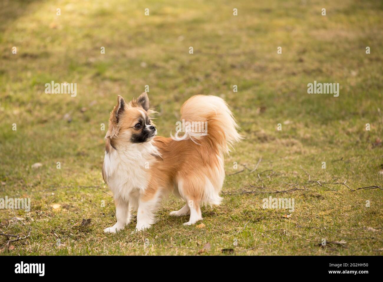 Long haired chihuahua, young male dog, outdoor, garden Stock Photo