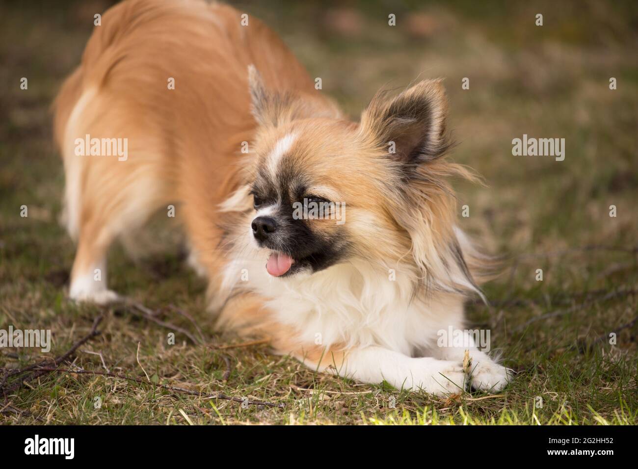 Long haired chihuahua, young male dog, outdoor, garden Stock Photo