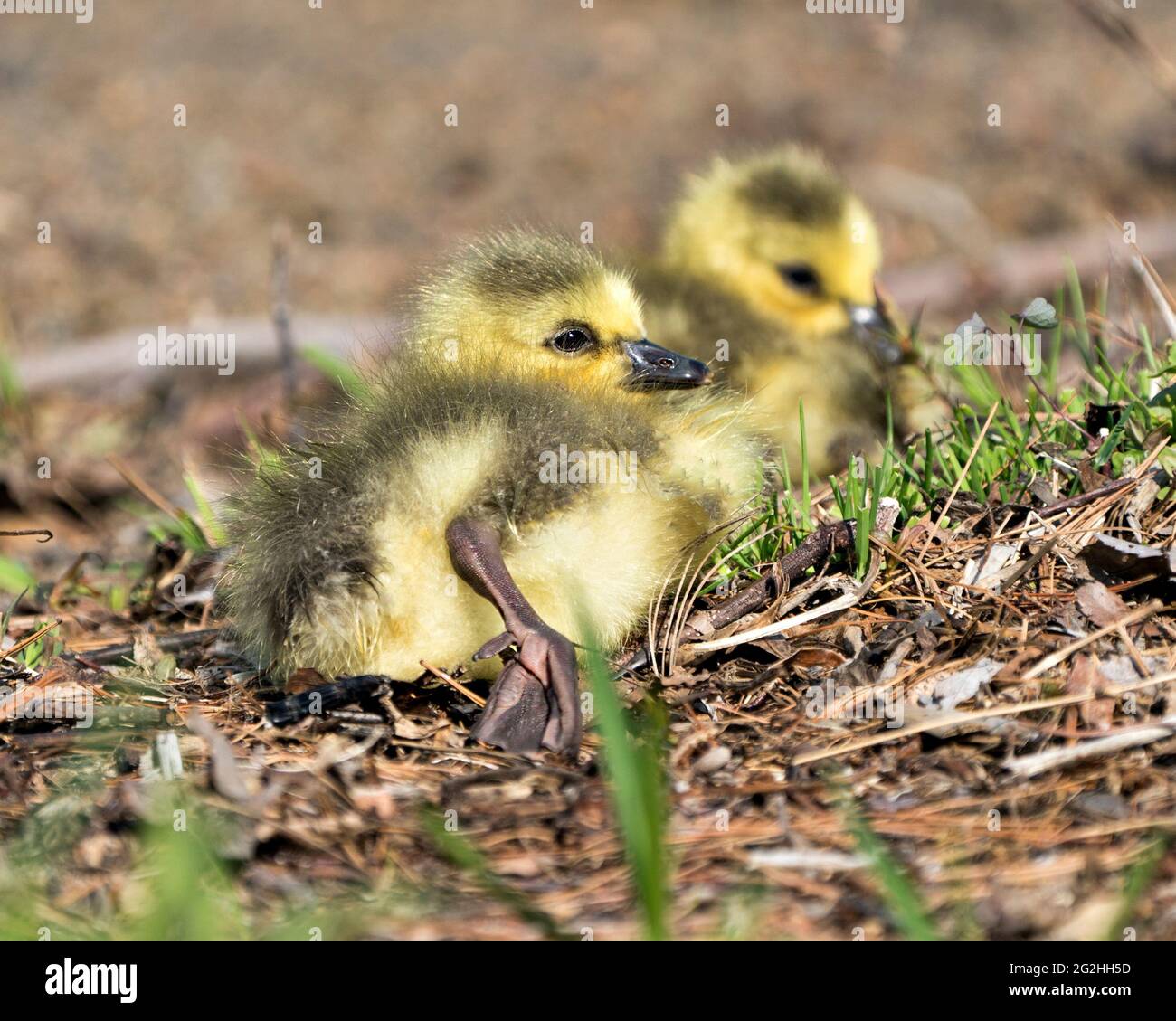 Canadian babies gosling close-up profile view resting on grass in their environment and habitat. Canada Goose Image. Picture. Portrait. Photo. Stock Photo