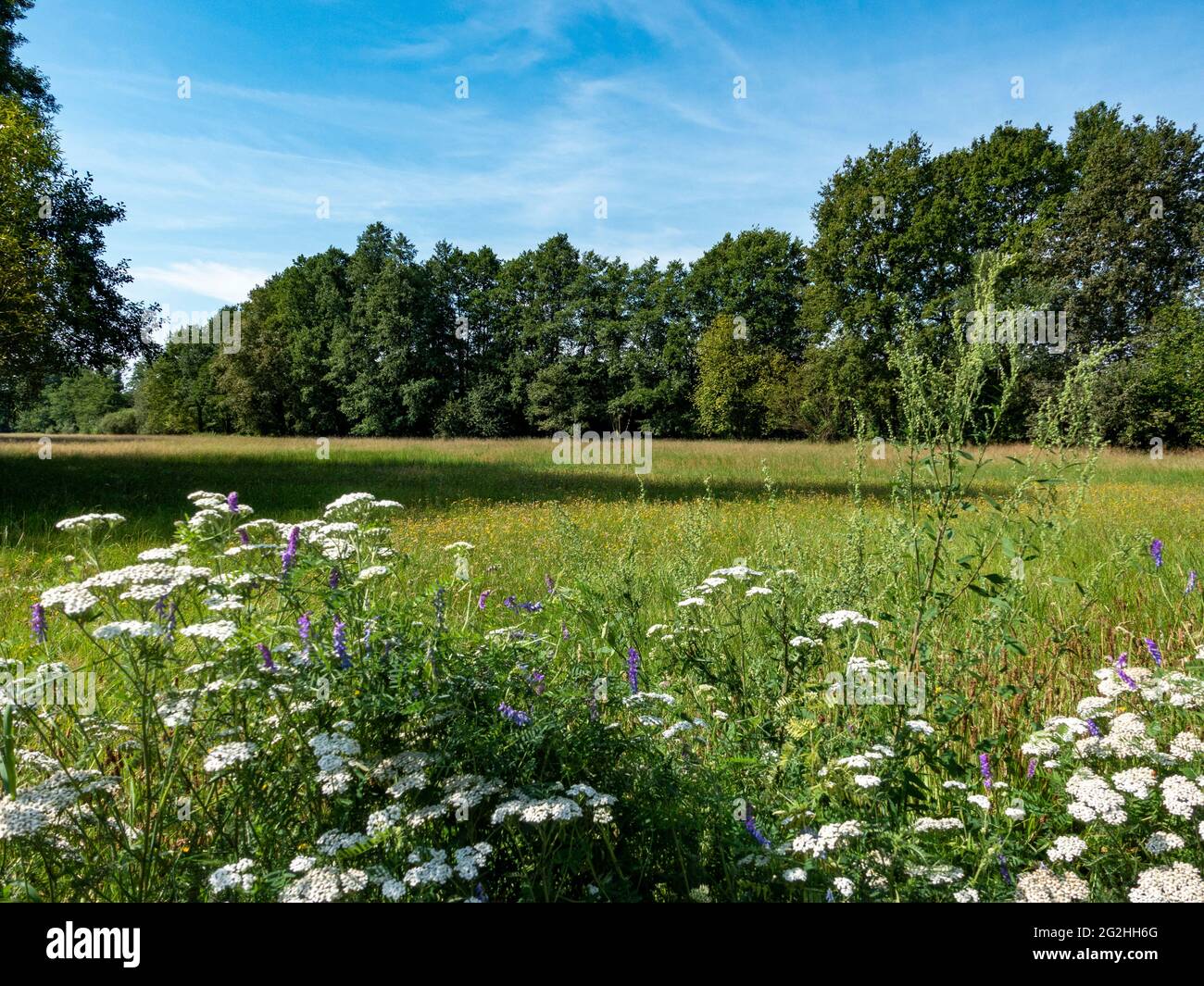 Landscape, meadow, Inner Spreewald, Biosphere Reserve, Brandenburg, Germany Stock Photo
