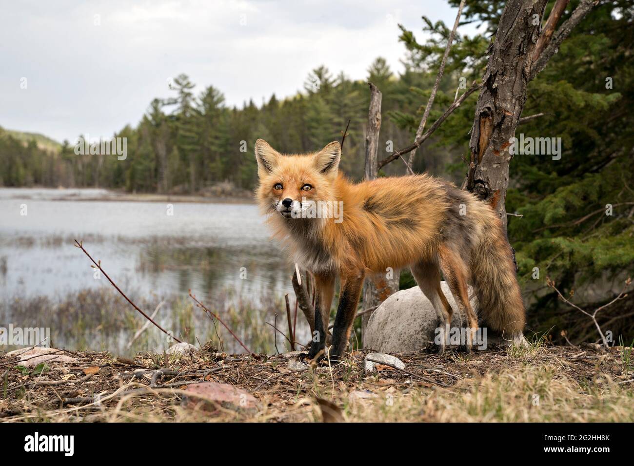 Red Fox close-up profile side view with clouds, water and coniferous ...