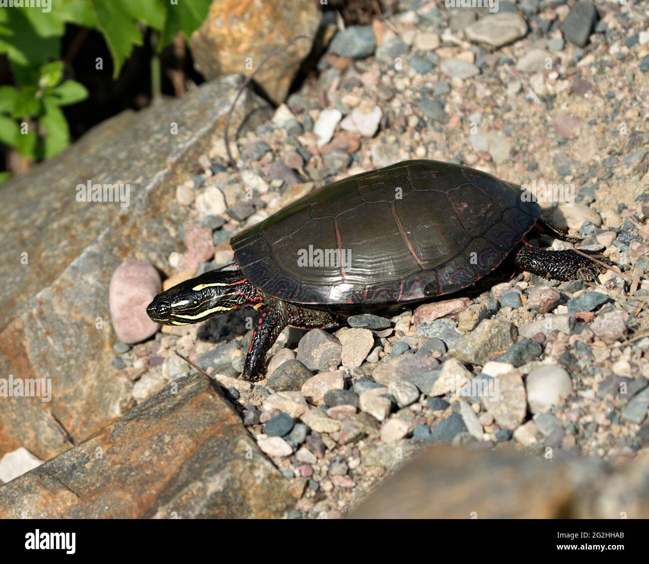 Painted Turtle walking on gravel and rocks displaying beautiful colours