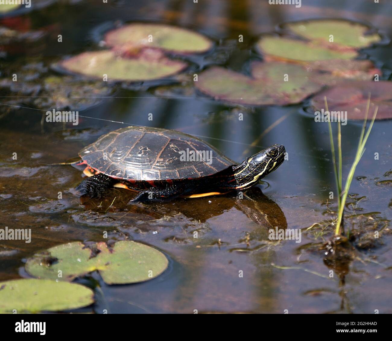 Painted turtle on a log in the pond with lily pad pond, water lilies
