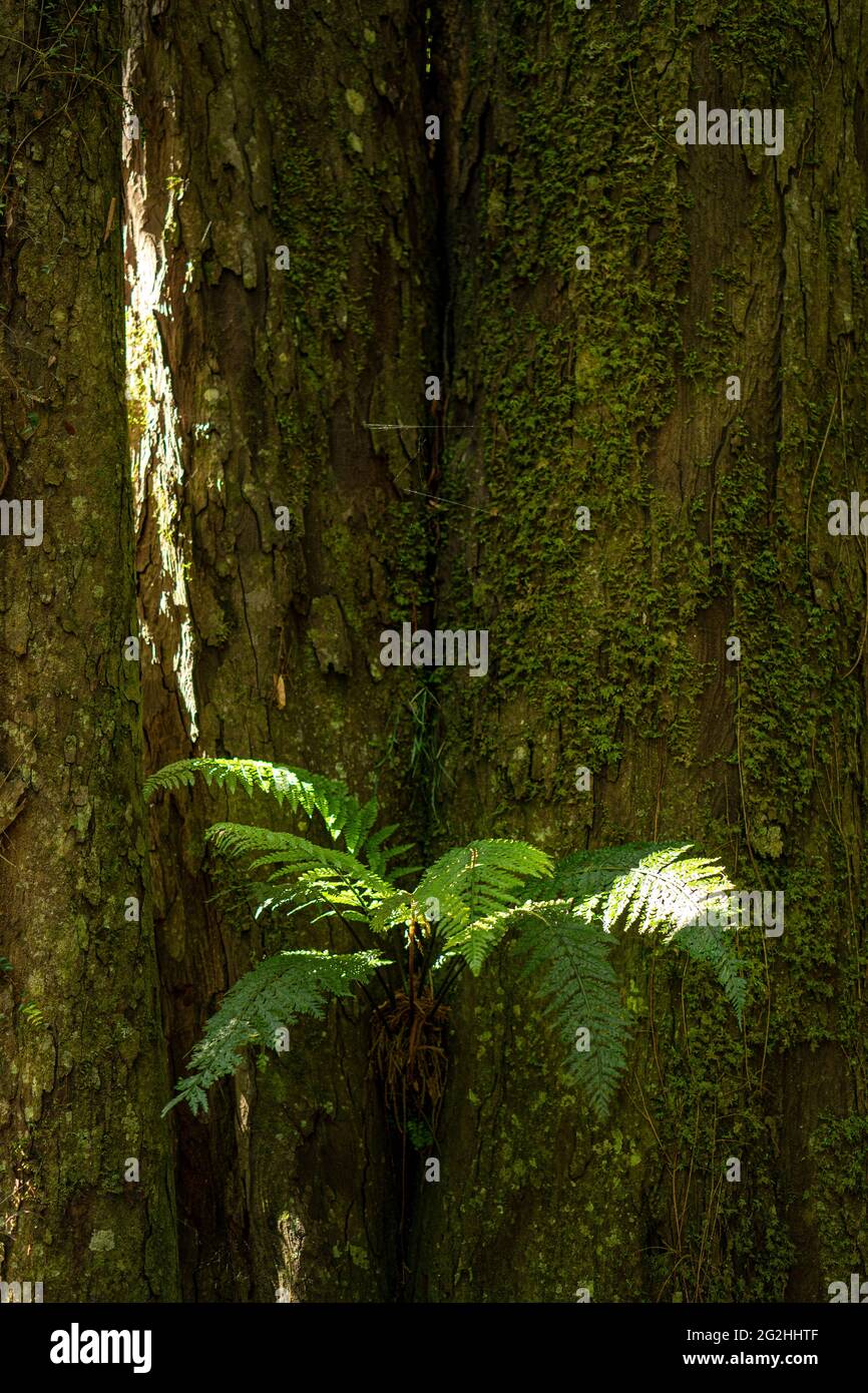 New zealand tree fern hi-res stock photography and images - Alamy