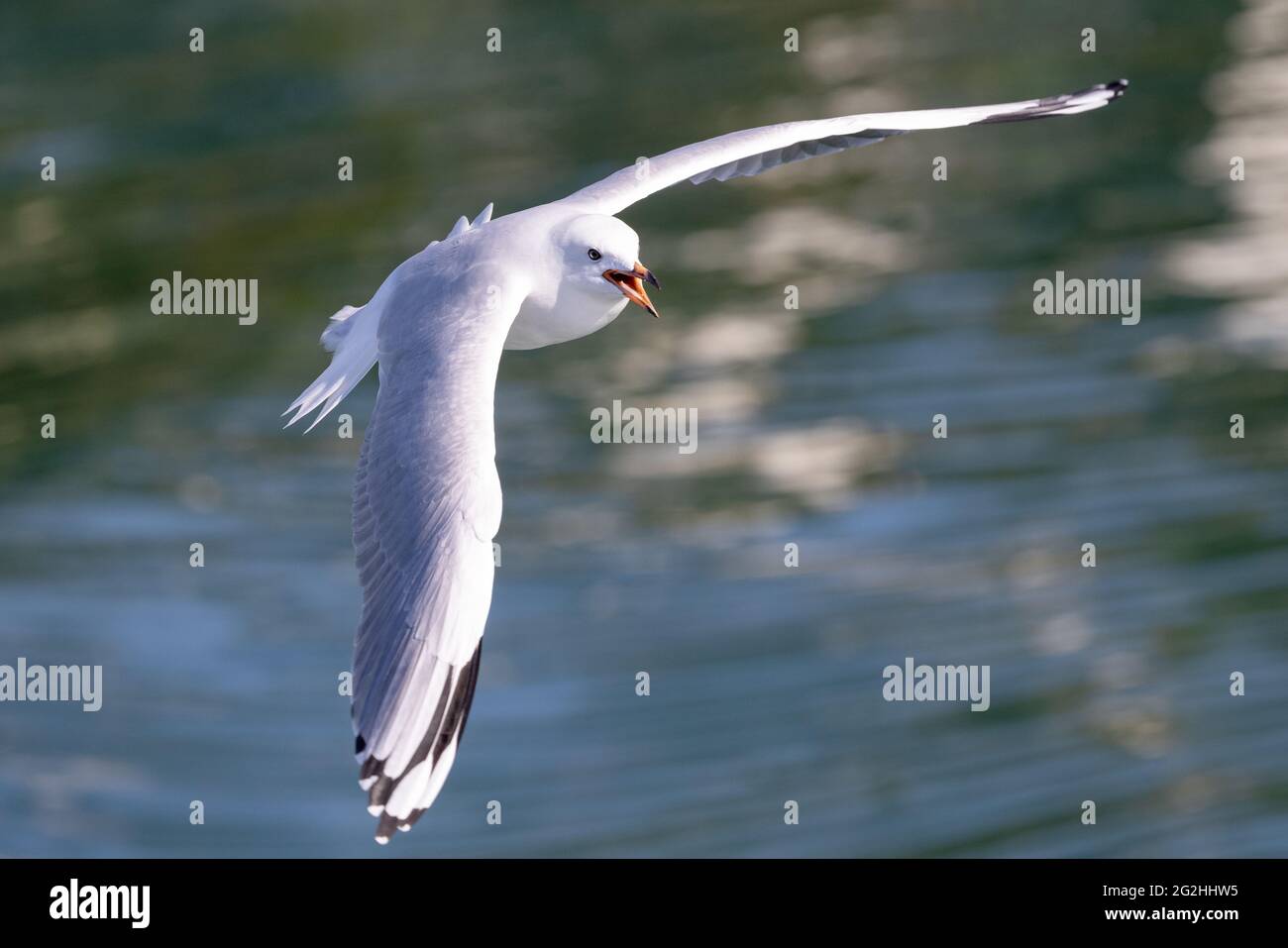 Silver Gull calling in flight Stock Photo