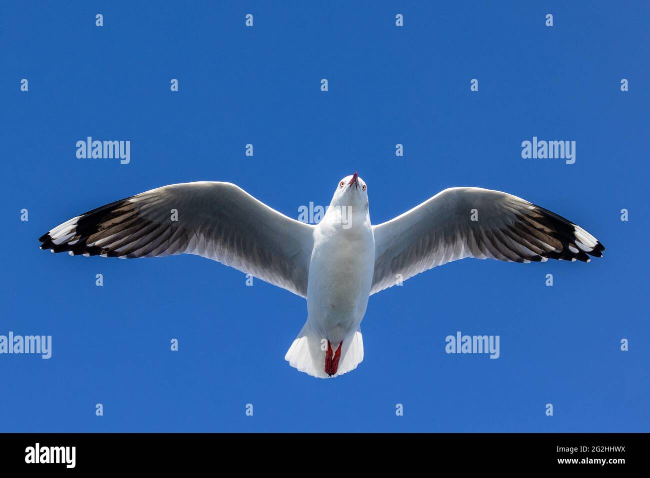 Silver Gulls in flight with blue sky Stock Photo