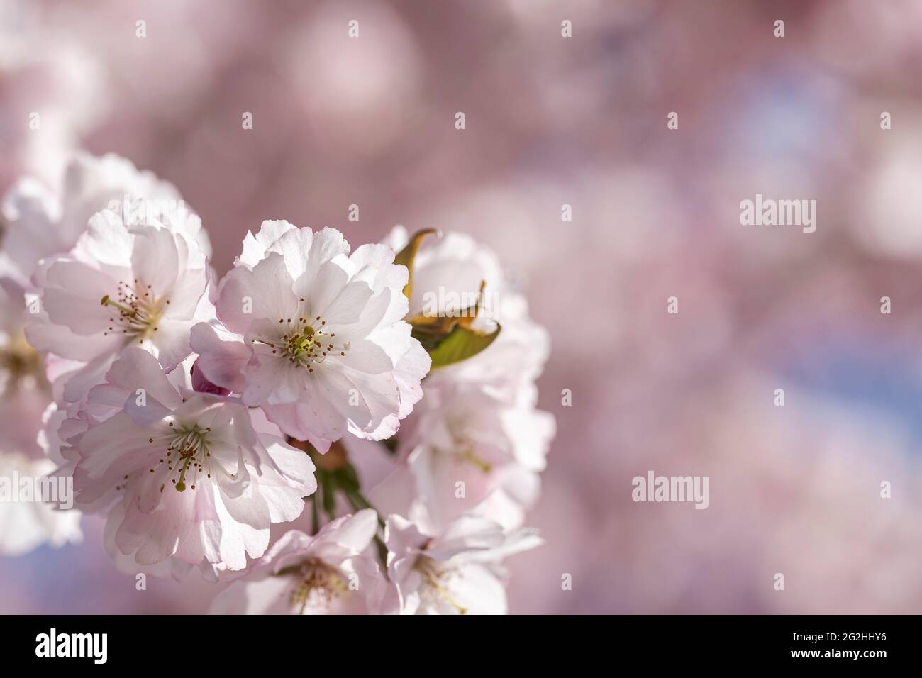 Ornamental cherry, blossom, pink, Black Forest, Baden-Wuerttemberg, Germany, Europe Stock Photo