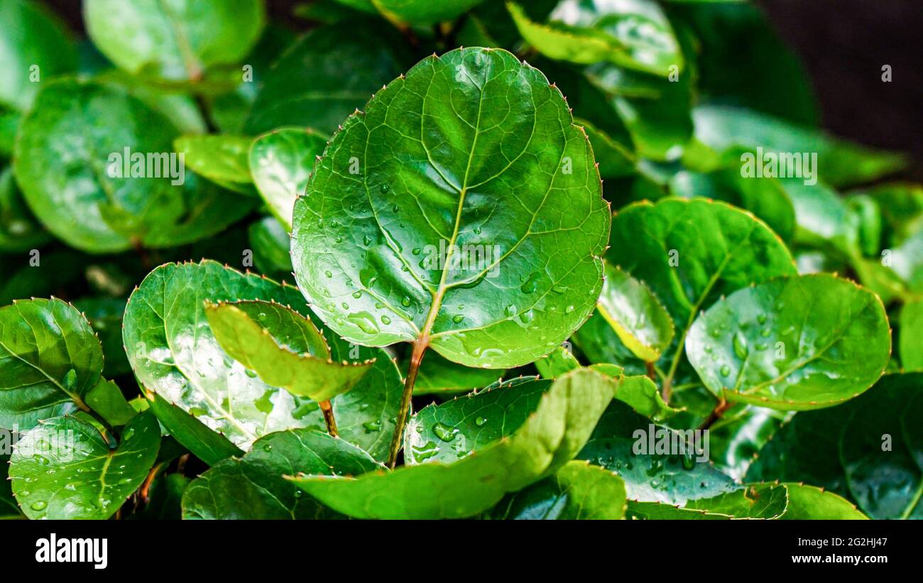 Close up tropical jungle leaves hi-res stock photography and images - Alamy