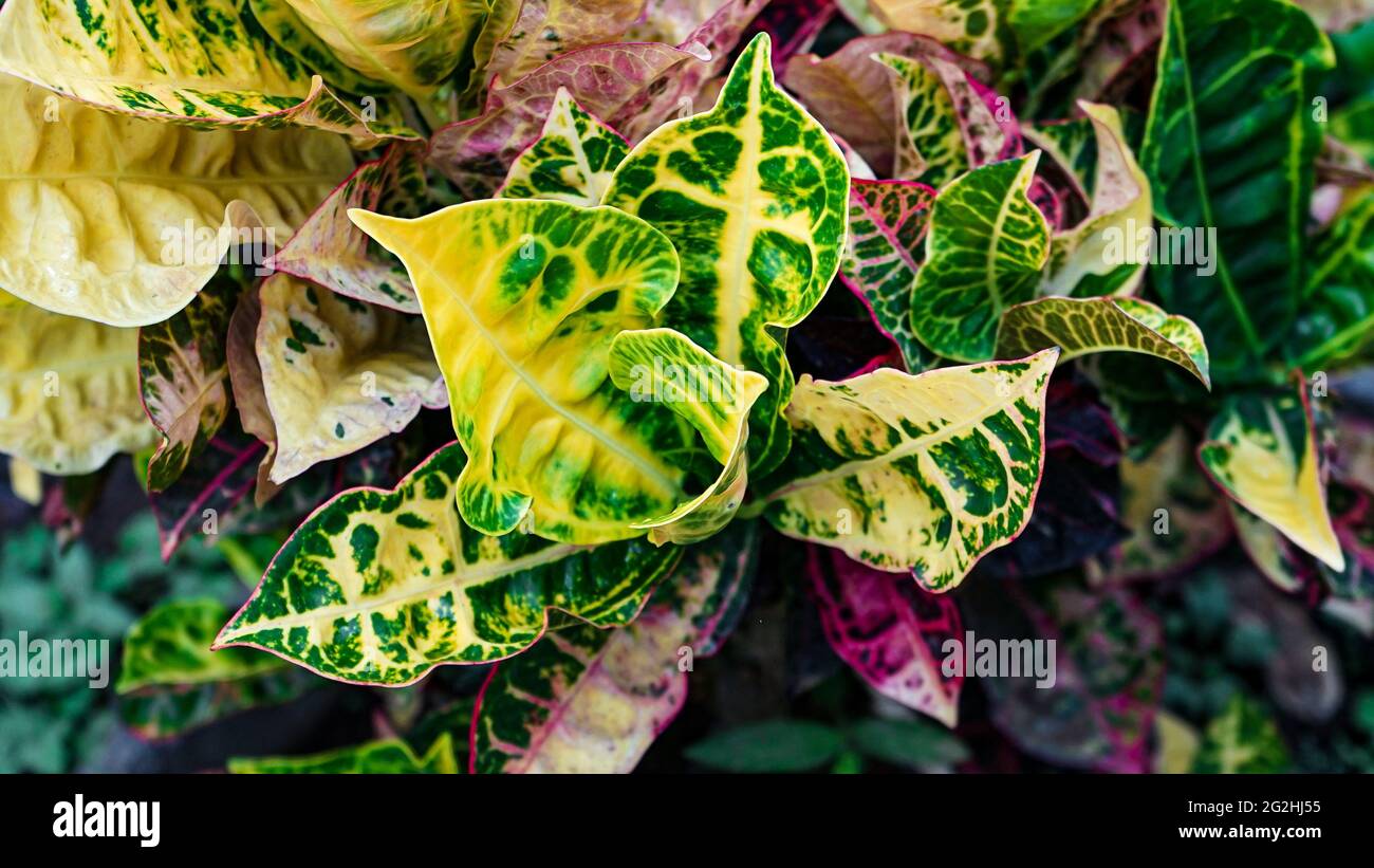 Close up jungle fern plants hi-res stock photography and images - Alamy
