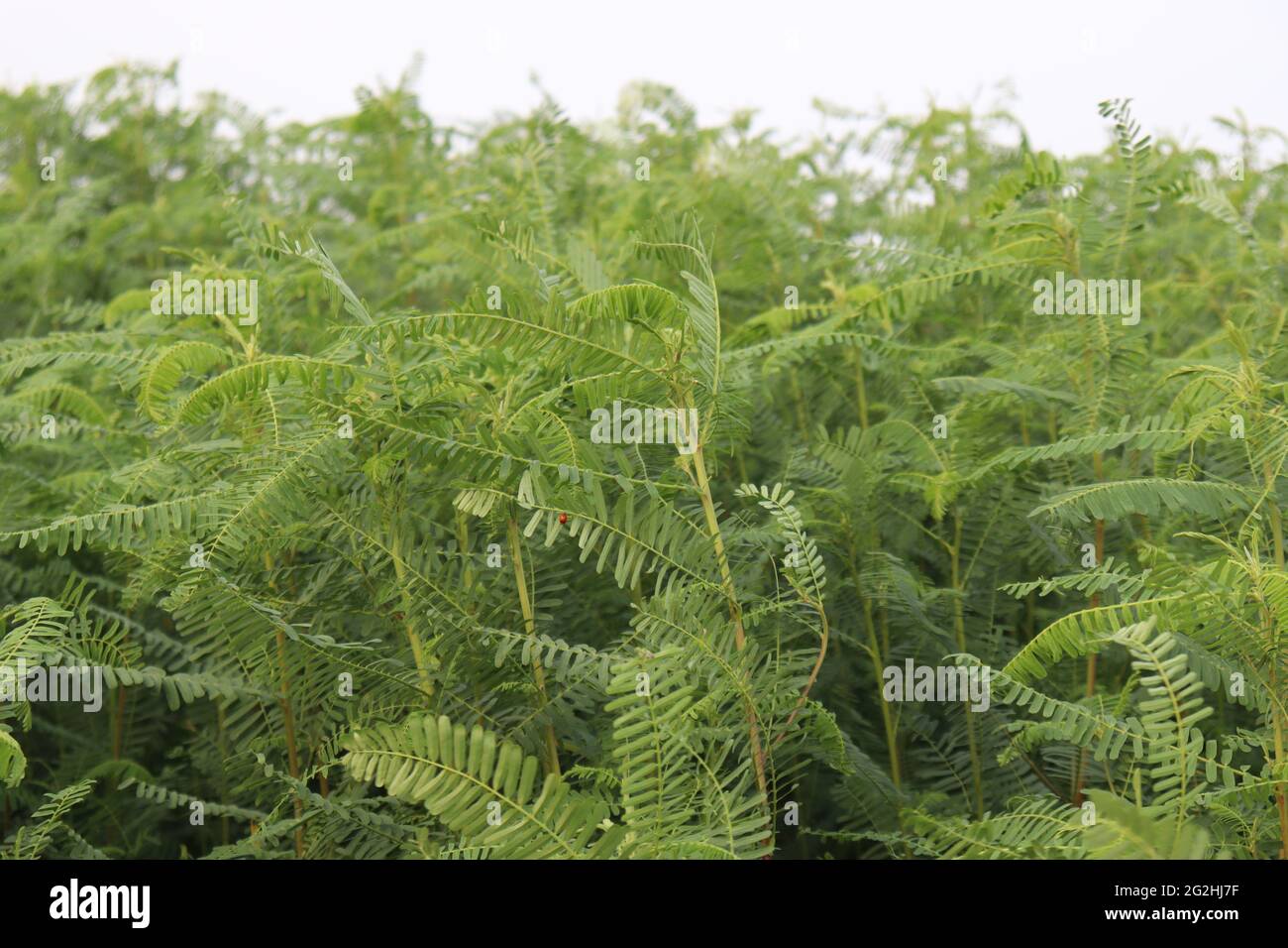 green colored dhaincha tree plant on field for harvest Stock Photo Alamy
