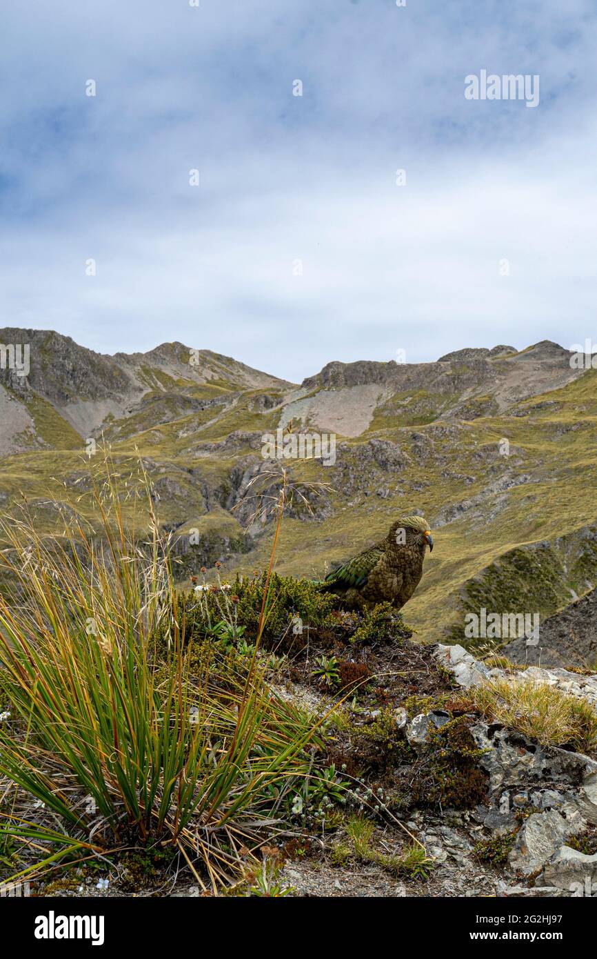 Kea on Avalanche Peak, 1833m, the most famous peak in Arthur's Pass National Park. South Island, New Zealand Stock Photo