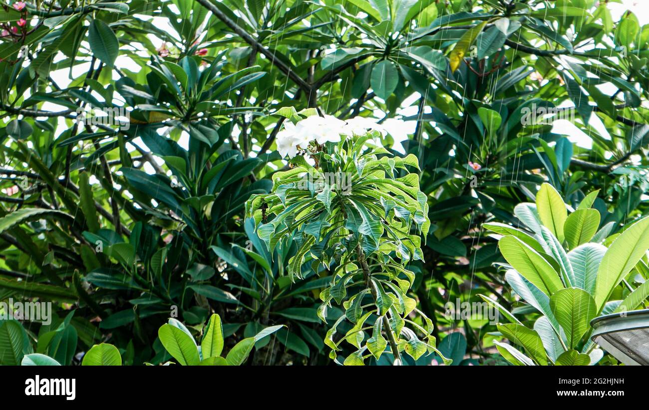 Close up of flowers that are blooming in the morning Stock Photo - Alamy