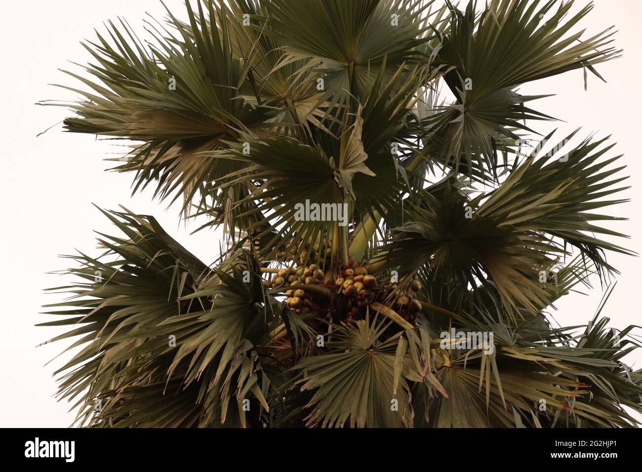 Palmyra palm fruit hires stock photography and images Alamy