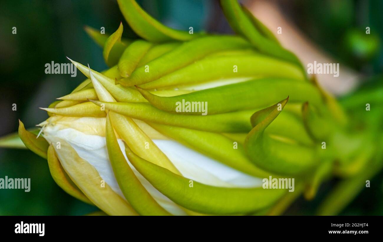Close up of flowers that are blooming in the morning Stock Photo - Alamy