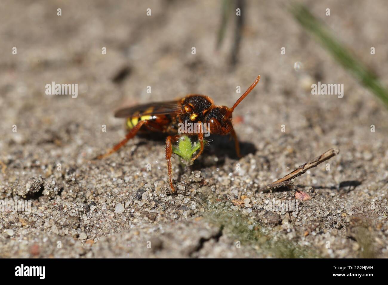 Female of the Lathbury's nomad bee (Nomada lathburiana) in a colony of the willow sand bee (Andrena vaga) Stock Photo