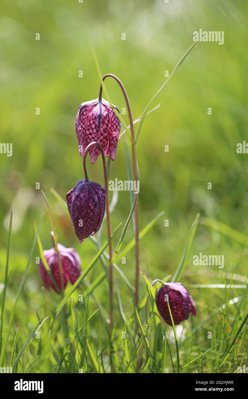 Checkerboard flower (Fritillaria meleagris) in a lawn Stock Photo