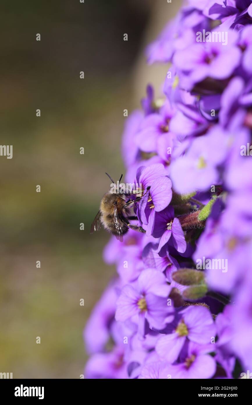 Male of the hairy-footed flower bee (Anthophora plumipes) on blue pillow (Aubrieta) Stock Photo