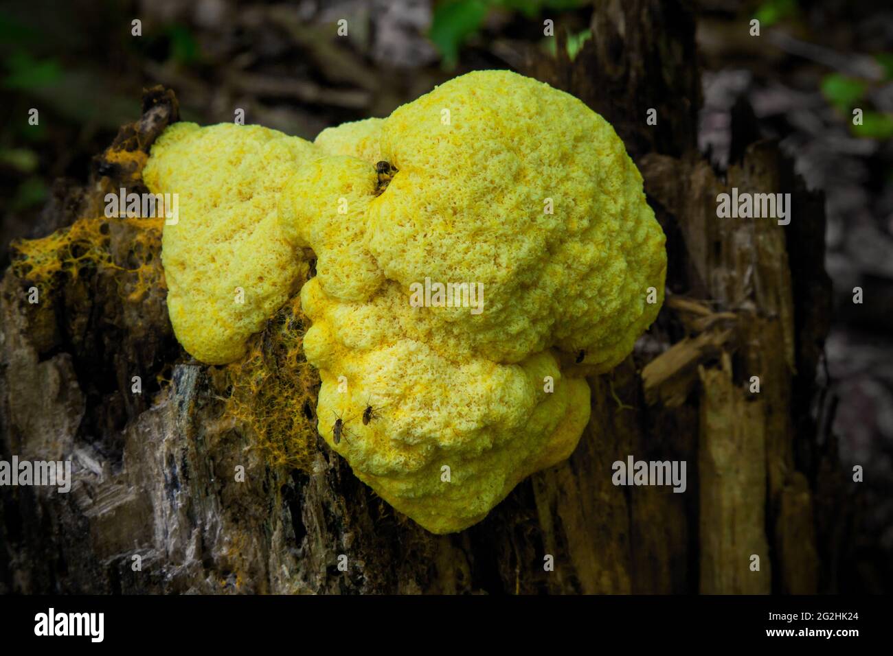 Scrambled-egg Slime is a common slime mold in cool moist forest often found on decaying wood. Extracts show antibiotic activity against Bacillus subti. Stock Photo