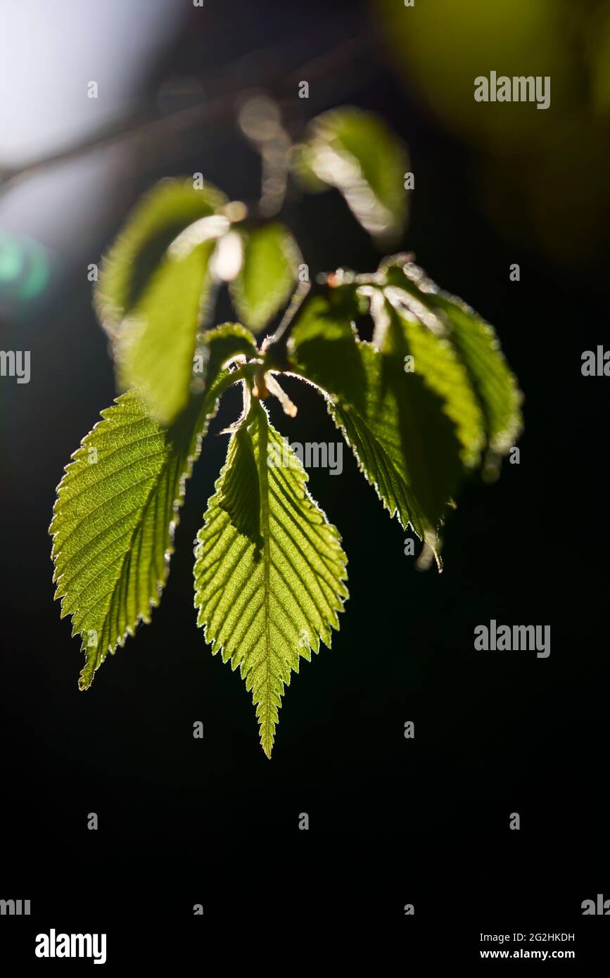 Beech, leaves, unfold, detail Stock Photo