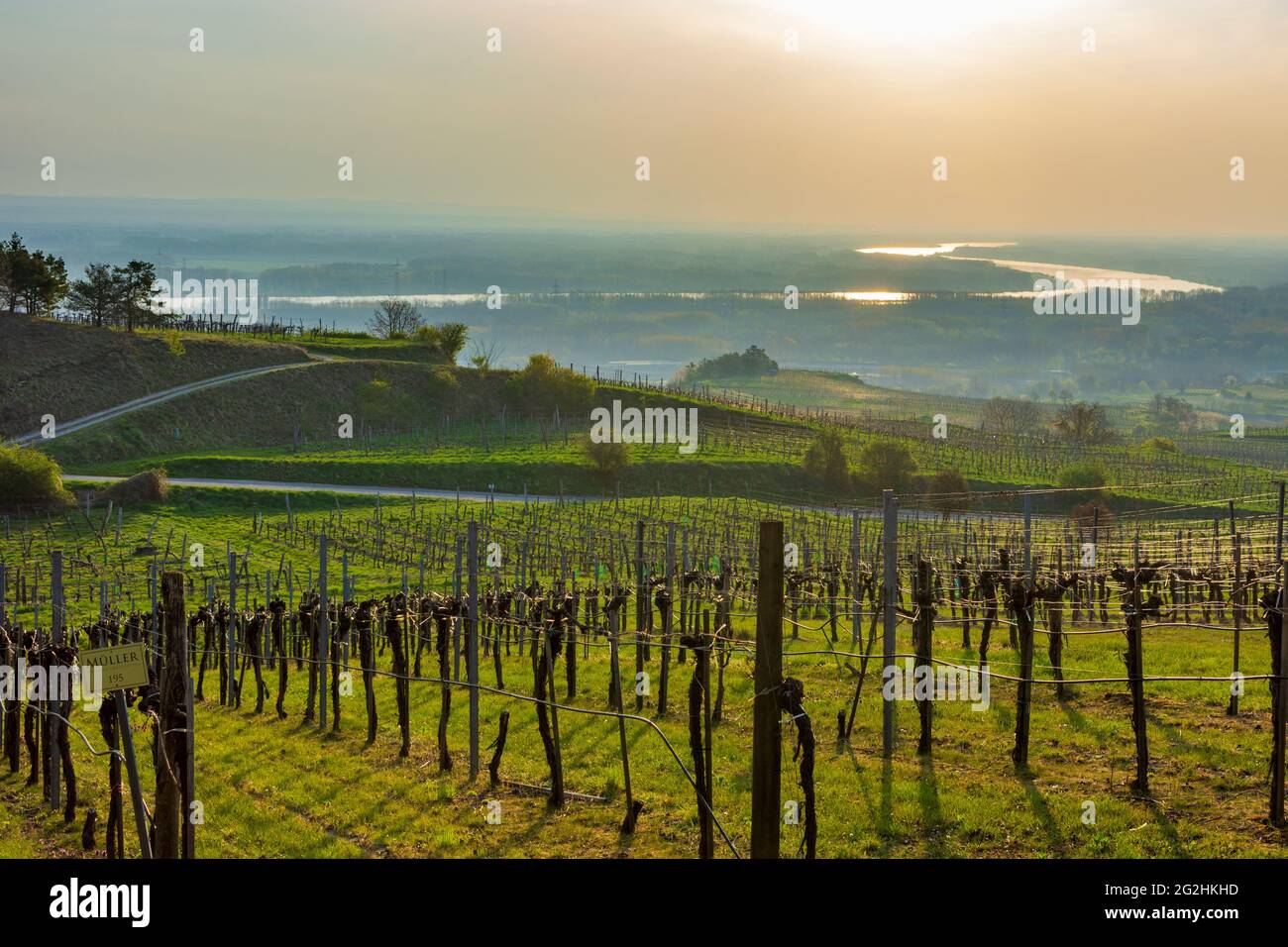 Traismauer, view from the vineyards of village Wagram ob der Traisen to river Donau (Danube) in Donau, Niederösterreich / Lower Austria, Austria Stock Photo