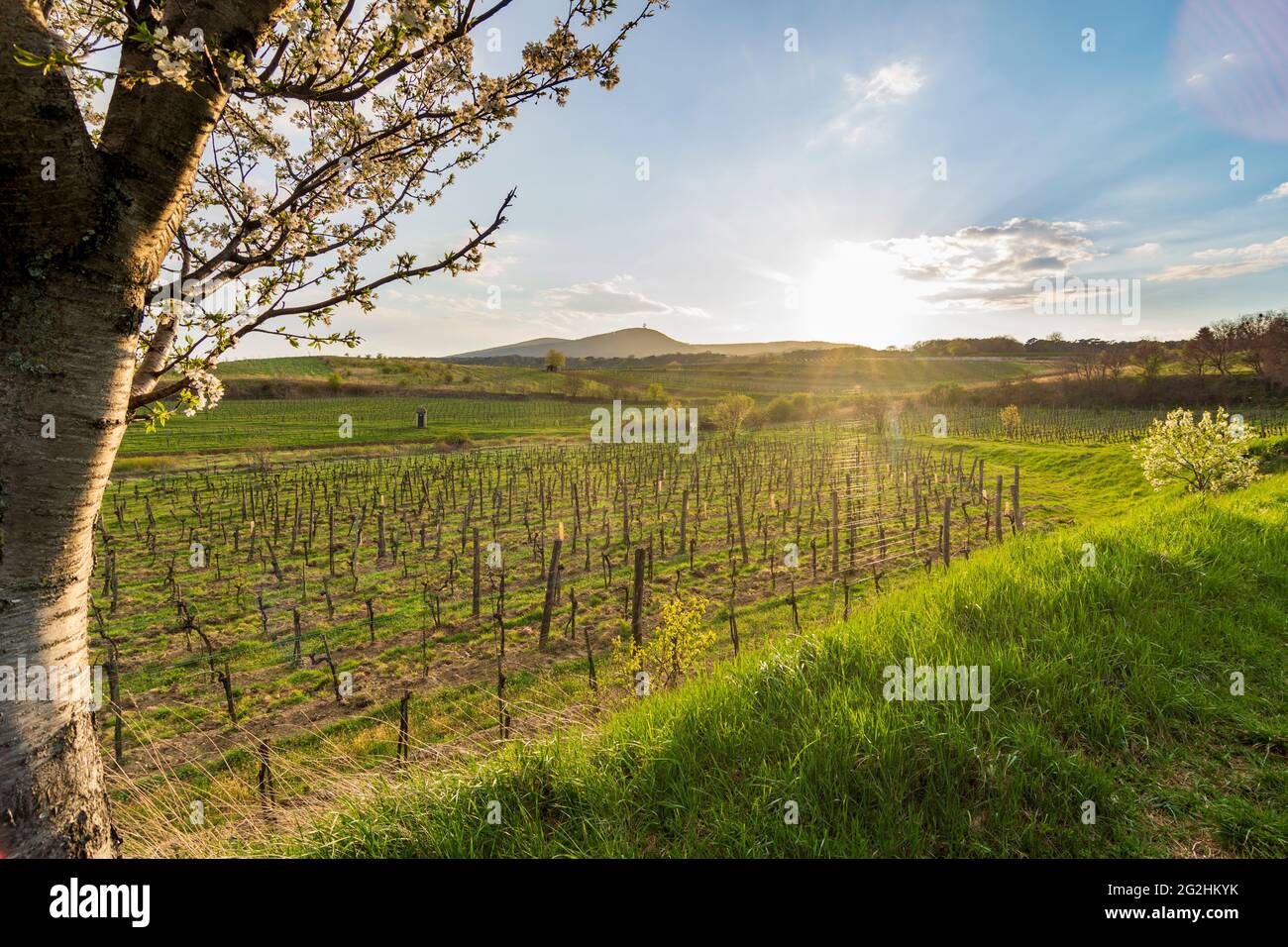 Guntramsdorf, cherry blossom, vineyard, mountain Anninger in Wienerwald / Vienna Woods, Niederösterreich / Lower Austria, Austria Stock Photo