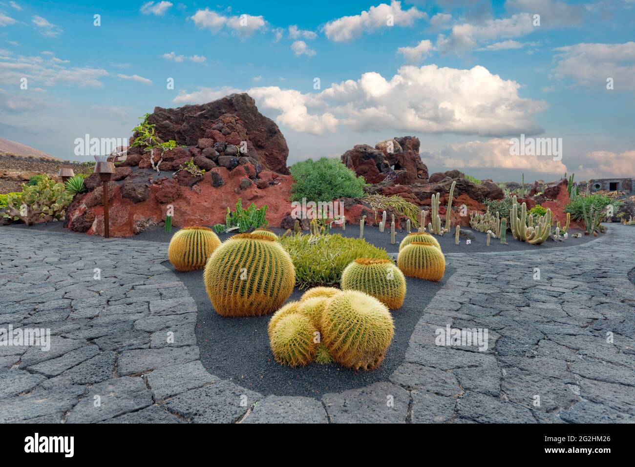 Lanzarote gold ball cacti (Echinocactus platyacanthus) in the Jardin de Cactus, laid out by César Manrique, near Guatiza, Lanzarote, Canary Islands, Spain, Europe Stock Photo