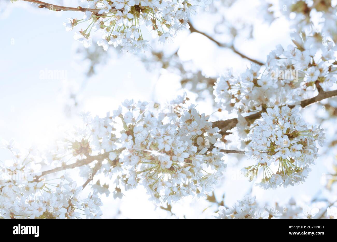 Cherry blossoms in full bloom Stock Photo Alamy