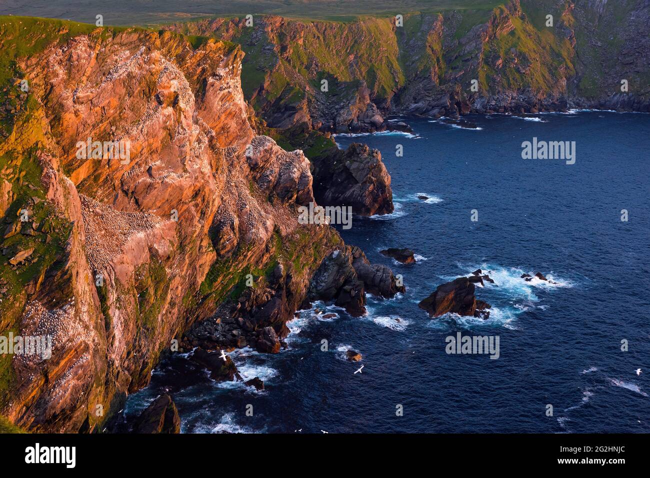 Steep coast in the nature reserve Hermaness in the evening light, of Unst, Scotland, Islands Stock Photo - Alamy
