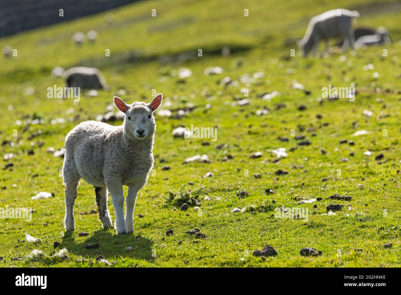 Sheep on the Isle of Bressay, Scotland, Shetland Islands Stock Photo