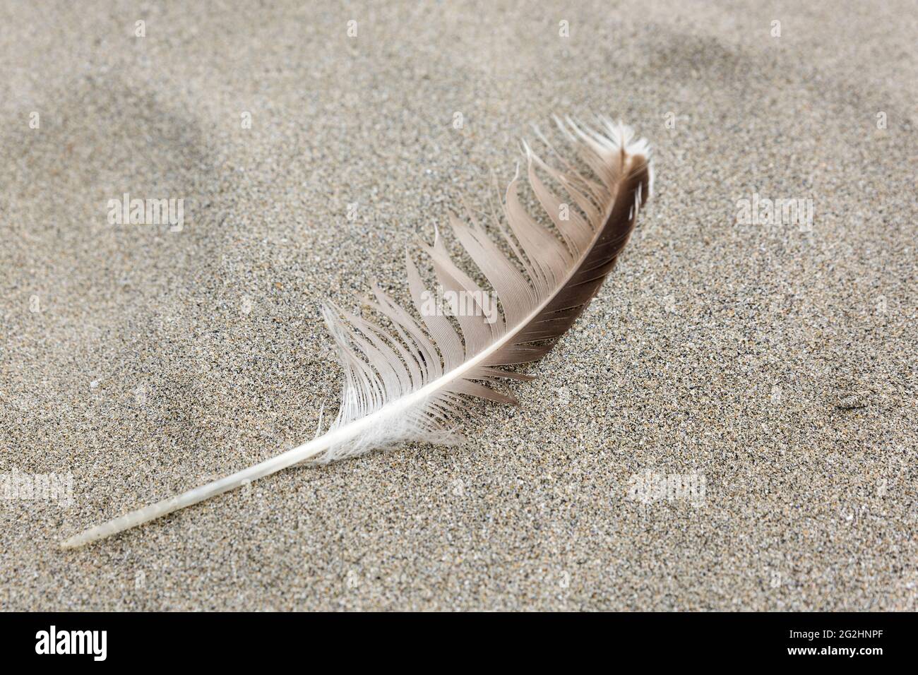 Feather on the beach, Isle of Unst, Scotland, Shetland Islands Stock Photo