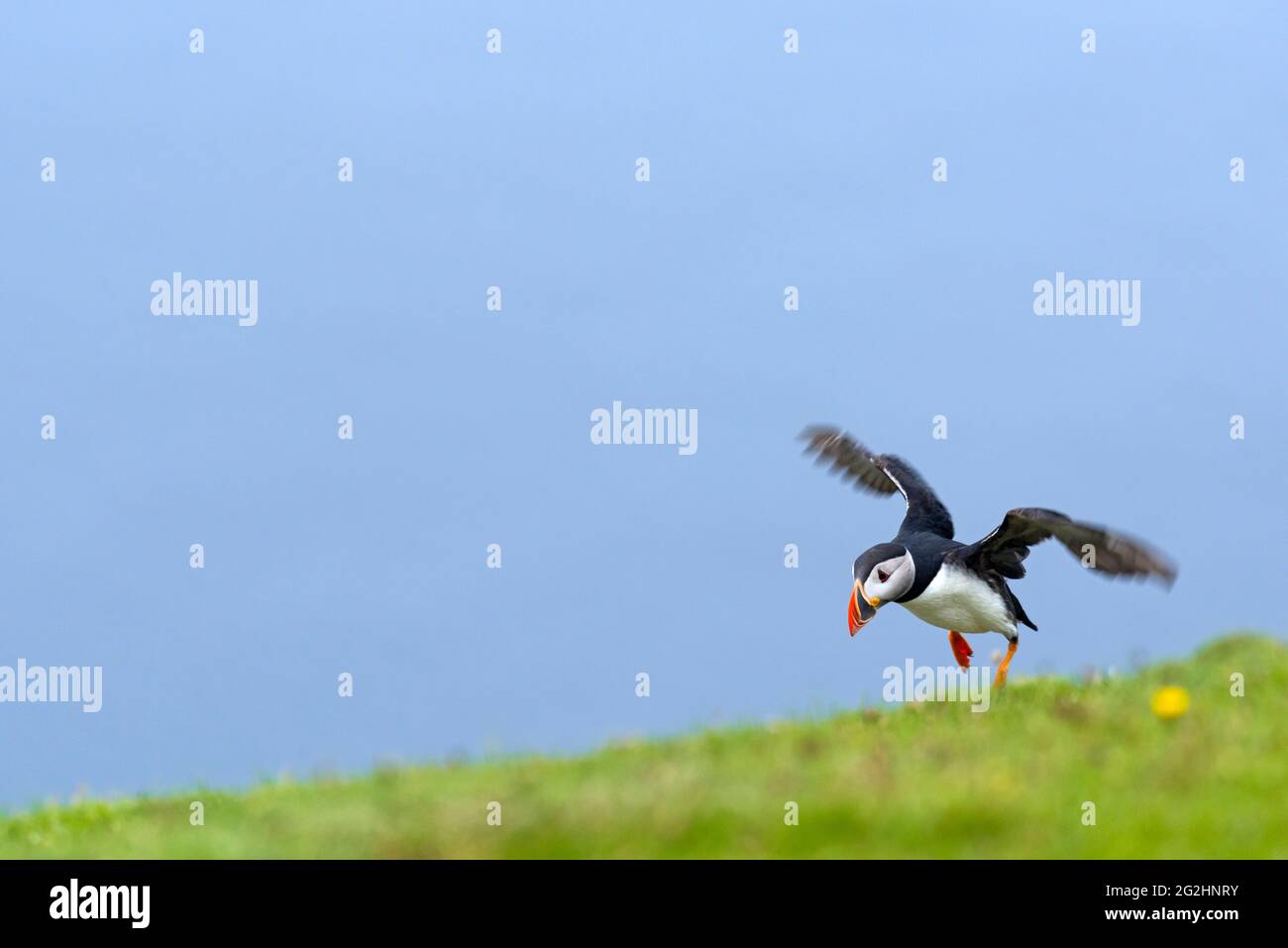 Atlantic Puffin, Hermaness Nature Reserve, Isle of Unst, Scotland, Shetland Islands Stock Photo