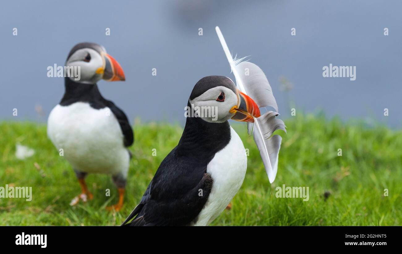 Atlantic Puffin, Hermaness Nature Reserve, Isle of Unst, Scotland, Shetland Islands Stock Photo