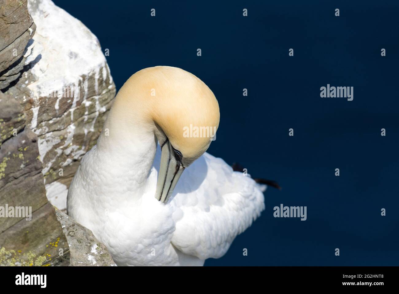 Northern Gannet, Isle of Noss, Scotland, Shetland Islands Stock Photo