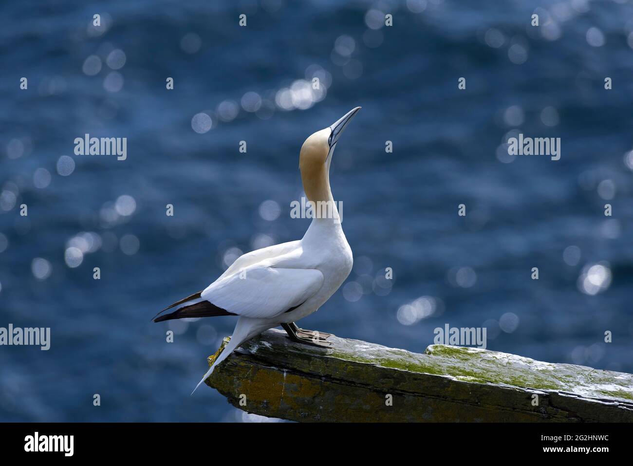 Northern Gannet, Isle of Noss, Scotland, Shetland Islands Stock Photo