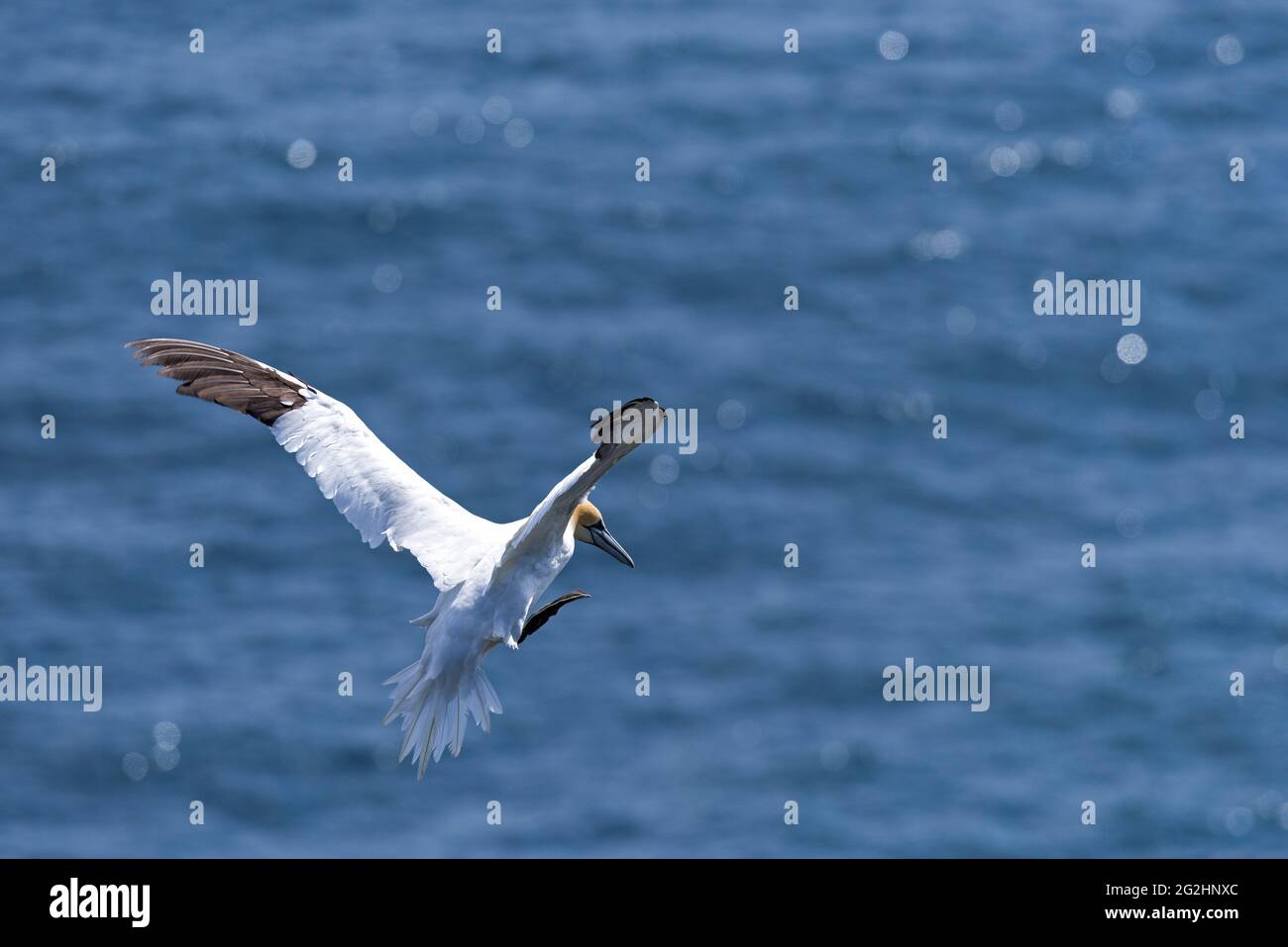 Northern gannet over the sea, Isle of Noss, Scotland, Shetland Islands Stock Photo