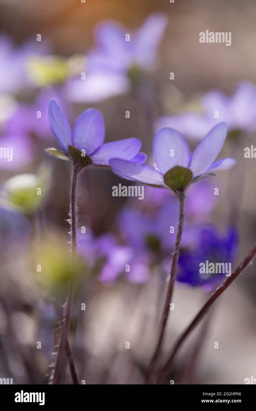 Anemone hepatica, (Hepatica nobilis), common hepatica, kidneywort, liverwort, pennywort, flowering plant, Finland Stock Photo