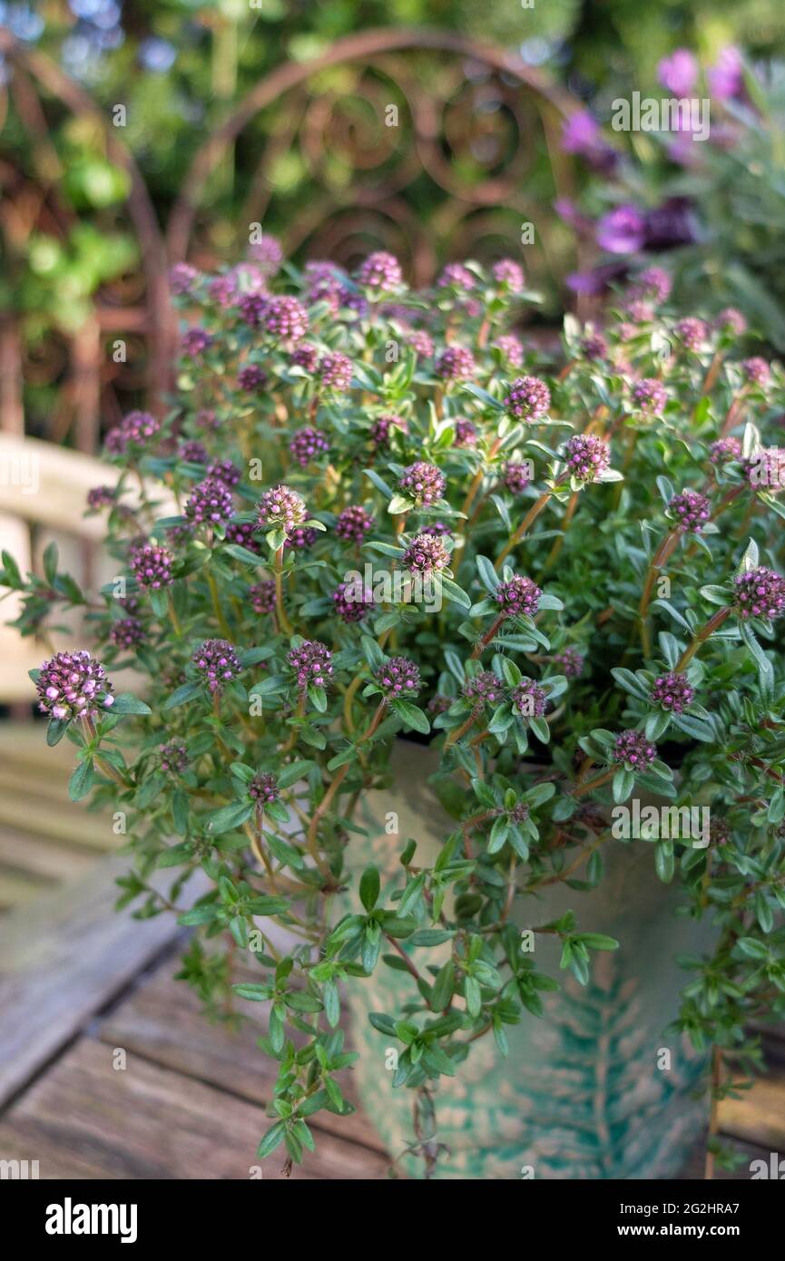 Savory in flower (Satureja hortensis) in a pot Stock Photo
