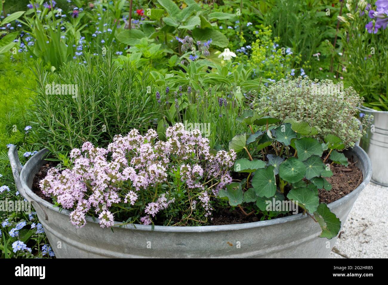 Old tin tub planted with herbs: savory (Satureja hortensis), nasturtium (Tropaeolum), rosemary (Rosmarinus), lavender (Lavandula), lemon thyme (Thymus citriodorus) Stock Photo
