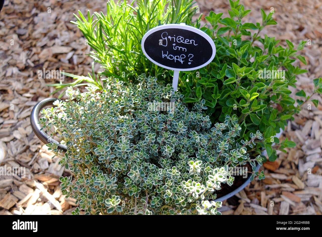 Herbs for grilling: thyme (Thymus vulgaris, Thymus citriodorus), oregano (Origanum) and rosemary (Rosmarinus officinalis) Stock Photo