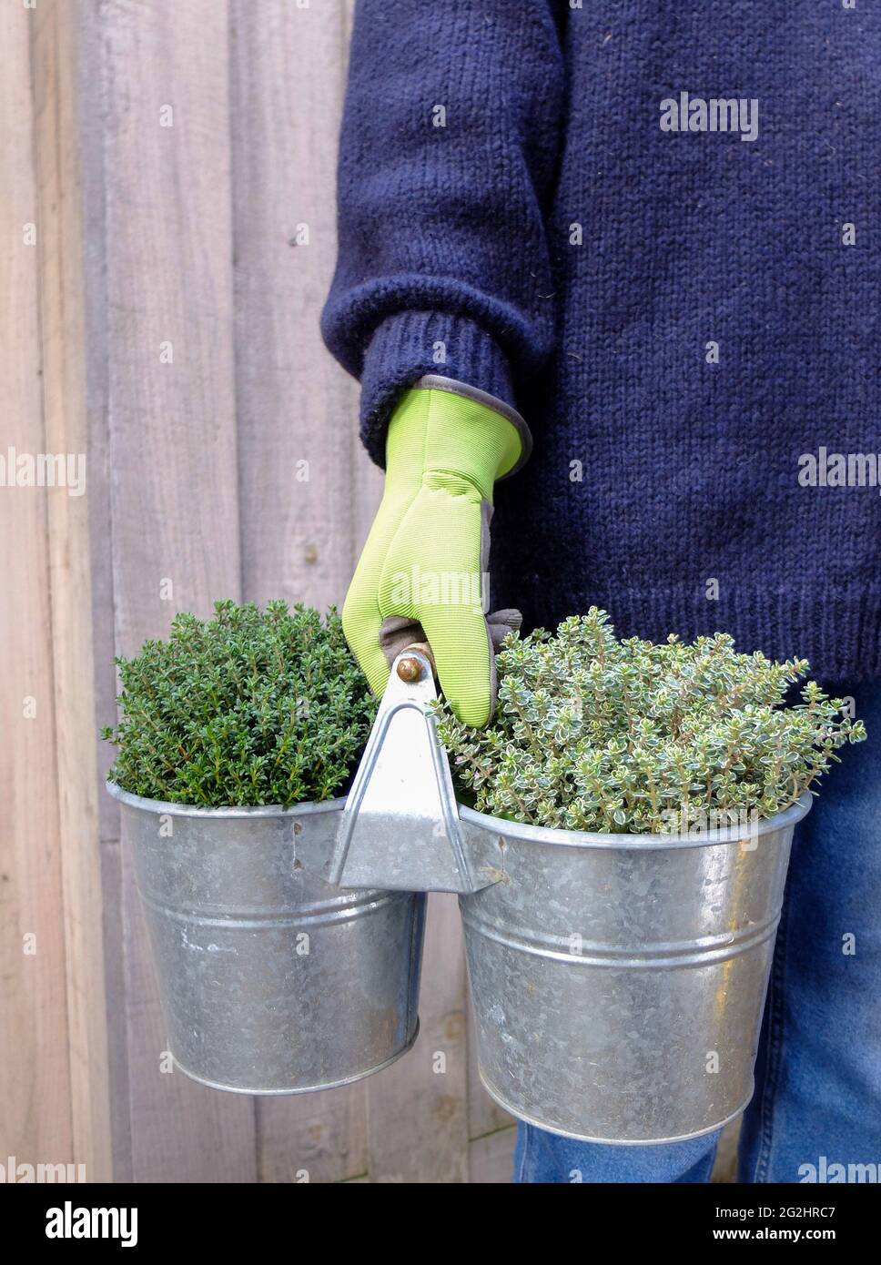 Gardener holds pot of thyme (Thymus vulgaris) 'Compactus' and lemon thyme (Thymus citriodorus) Stock Photo