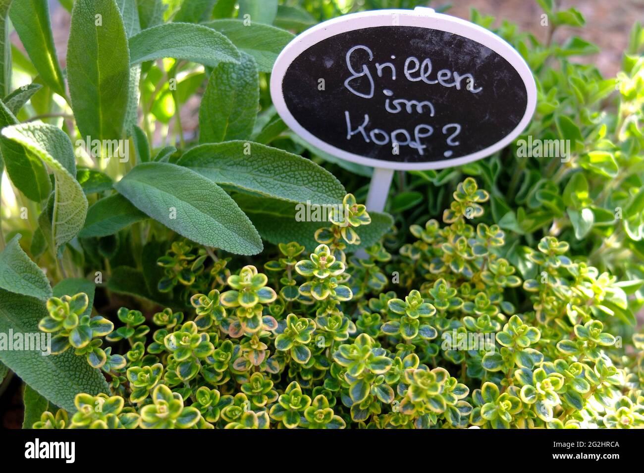 Herbs for grilling: thyme (Thymus citriodorus), sage (Salvia officinalis) and oregano (Origanum) Stock Photo