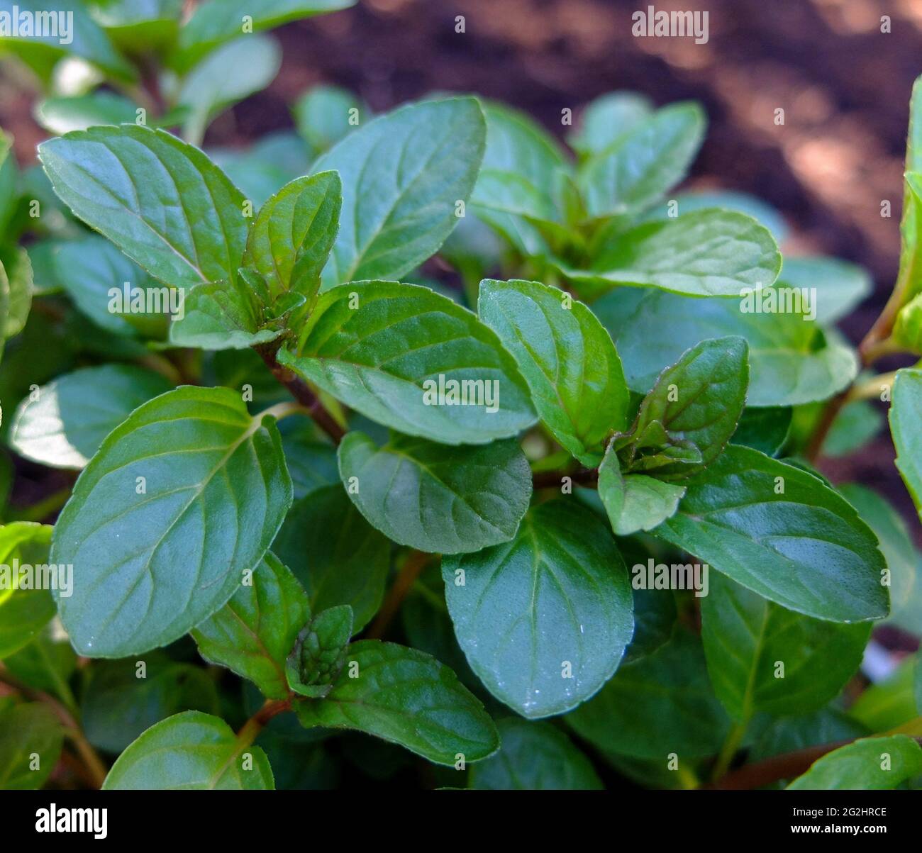 Chocolate mint (Mentha piperita) 'Chocolate' ('Schoko' Stock Photo Alamy