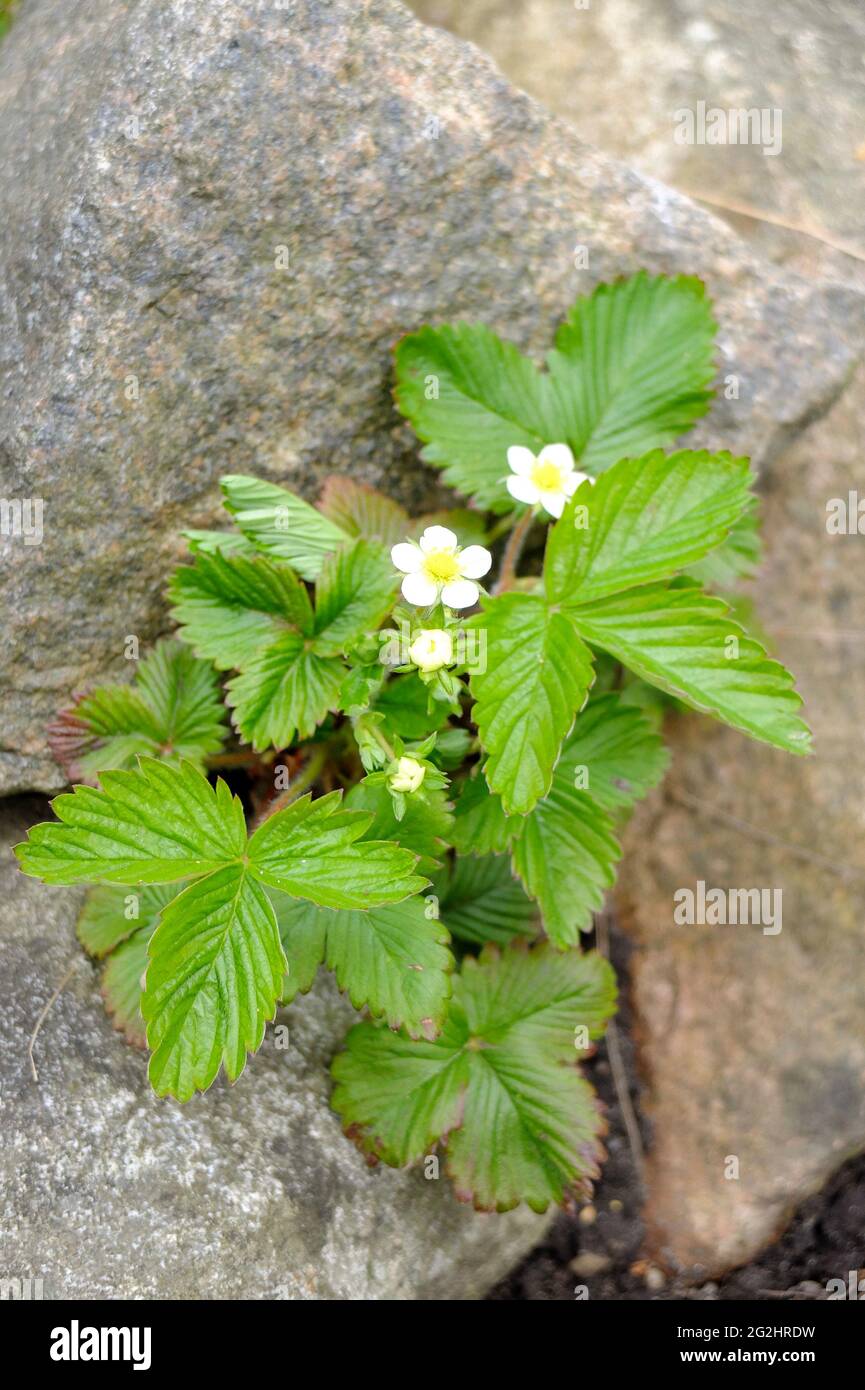 The forest strawberry (Fragaria vesca) with flowers Stock Photo