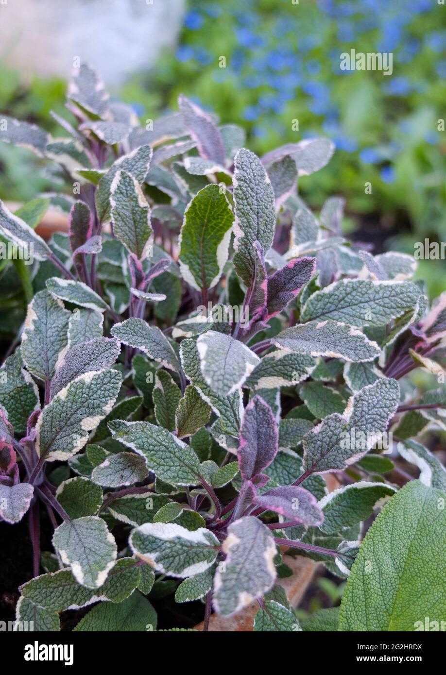 Tricolor sage (Salvia officinalis 'Tricolor') Stock Photo