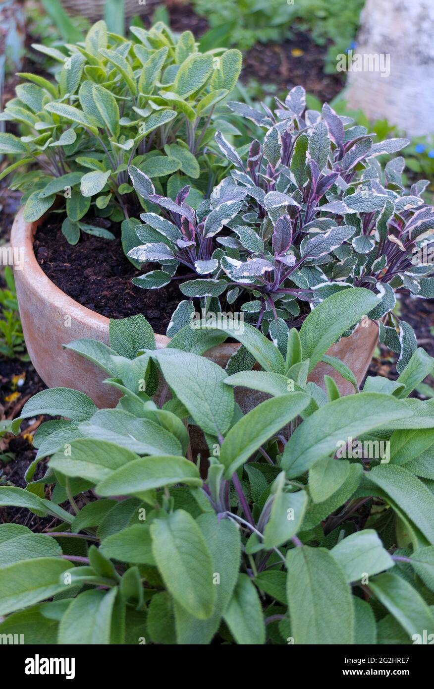 Pot with 3 types of sage: real sage (Salvia officinalis), tri-colored sage (Salvia officinalis 'Tricolor'), yellow-colored sage (Salvia officinalis 'Icterina') Stock Photo