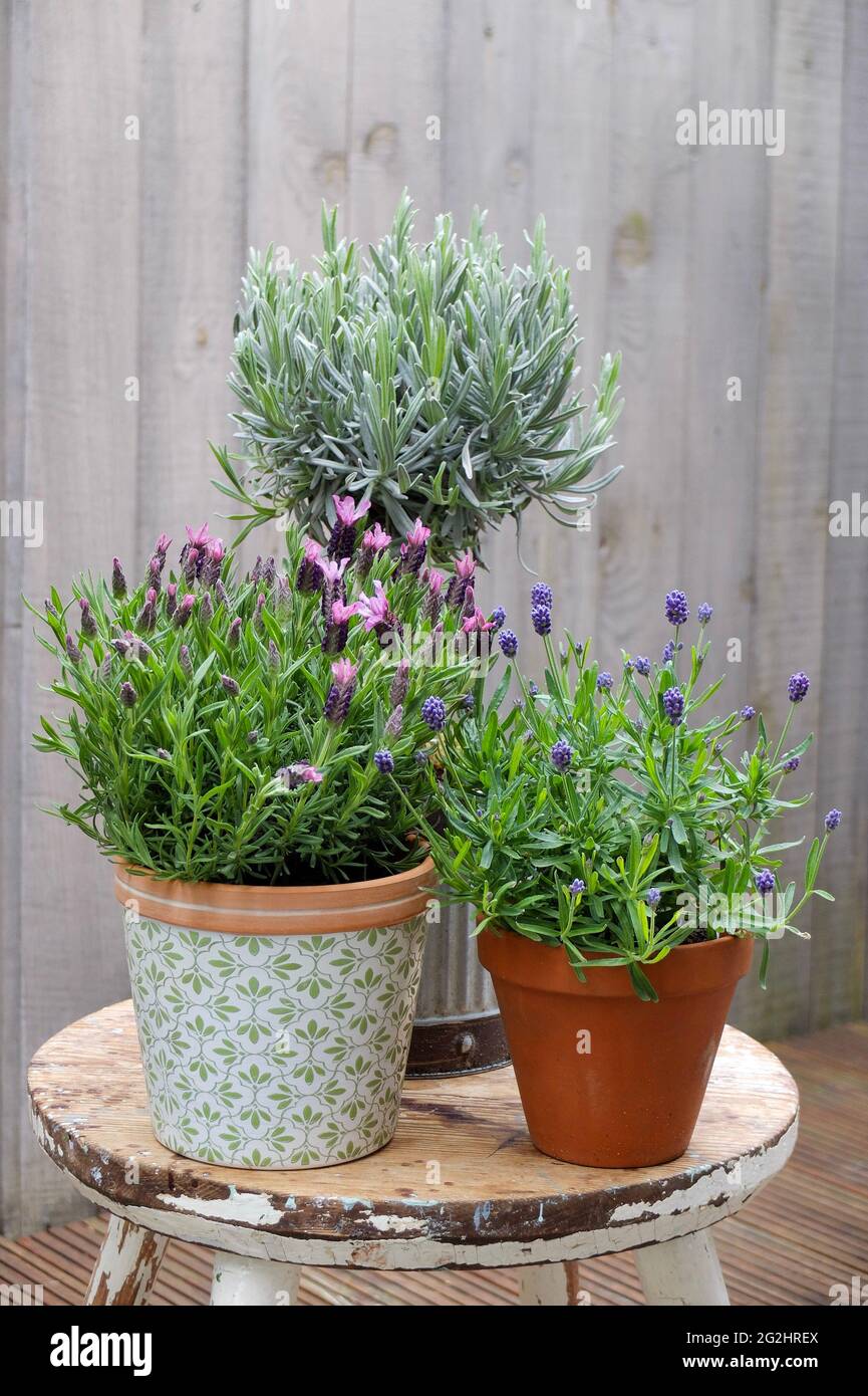 3 types of lavender: Lavender lavender (Lavandula stoechas), Lavandula angustifolia 'Thumbelina' and Speik lavender (Lavandula latifolia) as standard Stock Photo