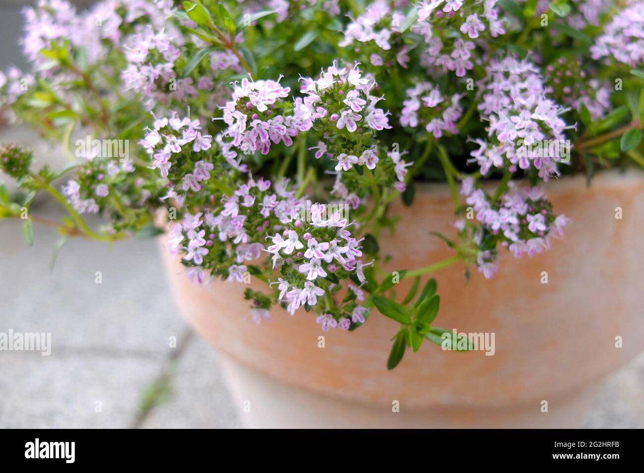 Savory in flower (Satureja hortensis) in a pot Stock Photo