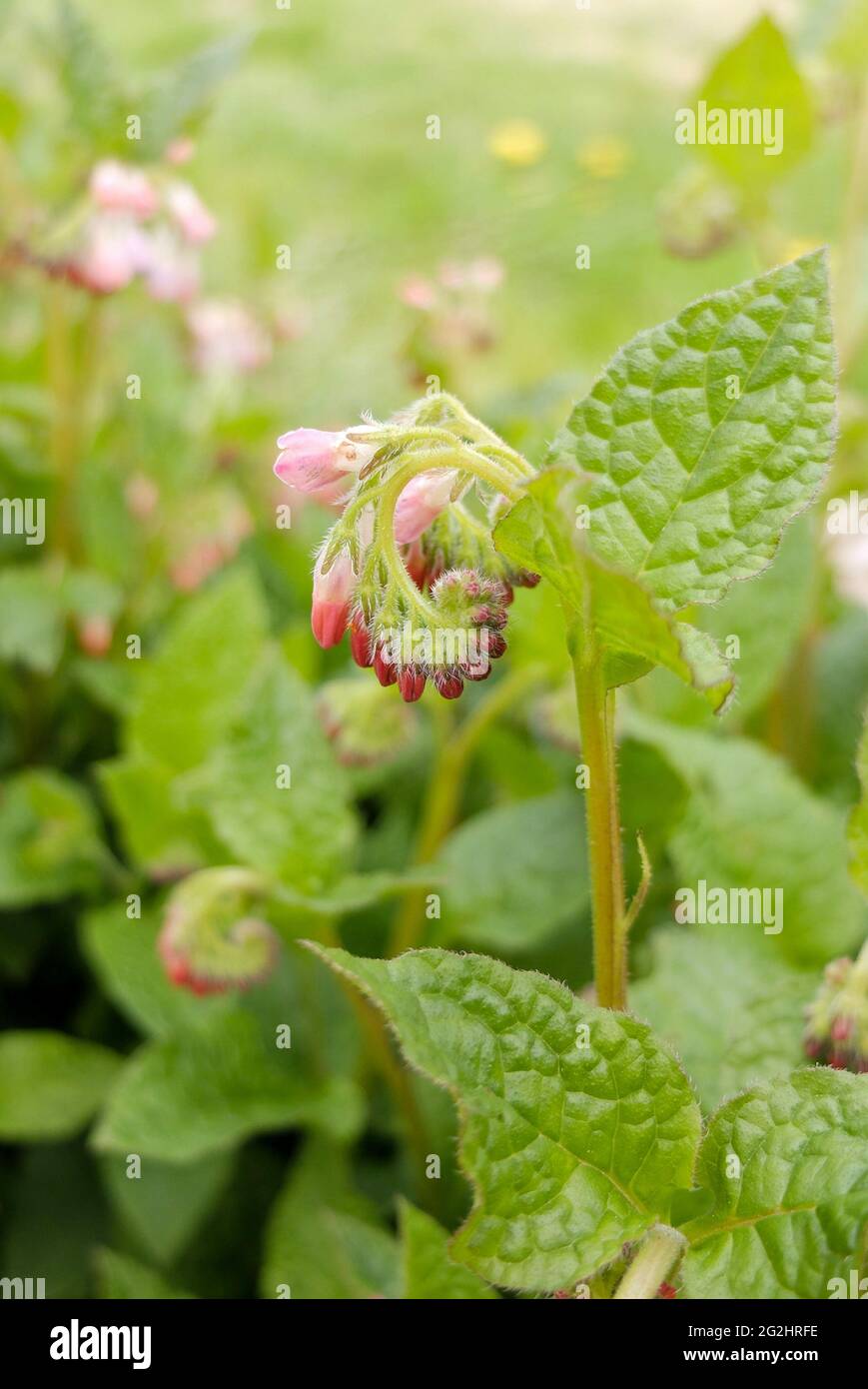Comfrey (Symphytum grandiflorum) 'Hidcote Pink' Stock Photo