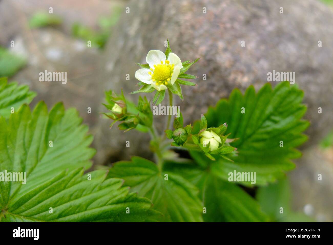 The forest strawberry (Fragaria vesca) with flowers Stock Photo